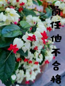飞来横犬番外肖一鸣